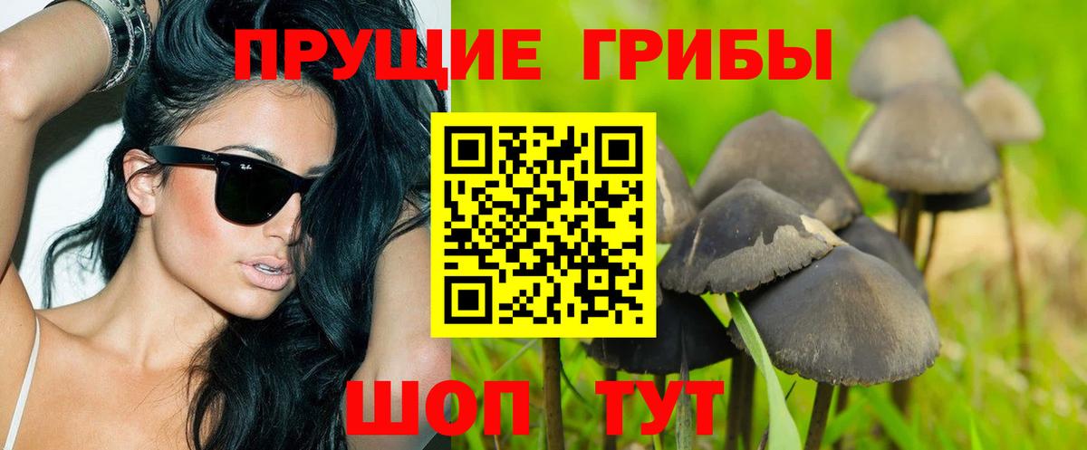 Галлюциногенные грибы Psilocybe Чайковский